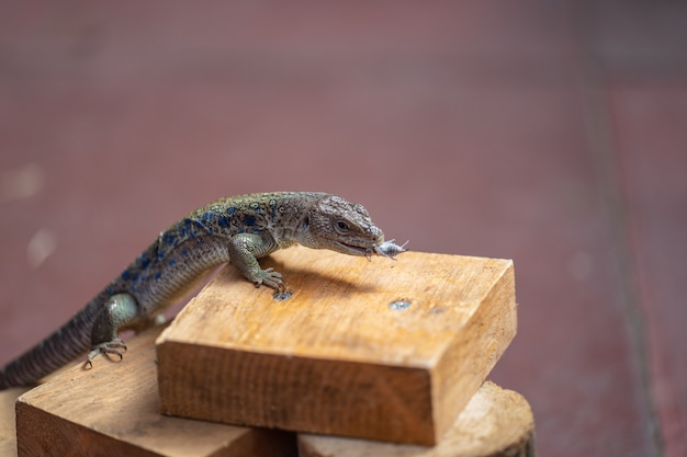 Lizard feeding demonstration