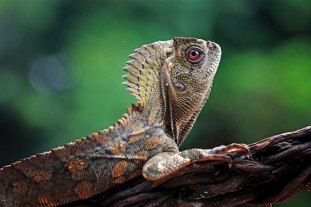 Lizard forest dragon female on branch