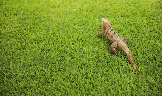 A lizard on a grass lawn