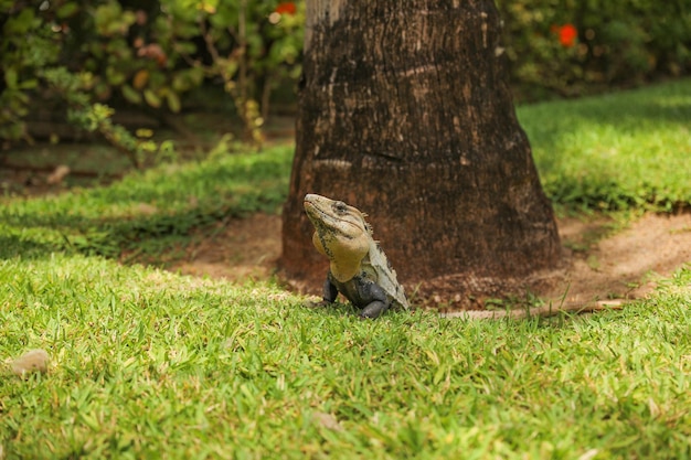 A lizard in the grass next to a palm tree