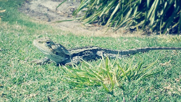 Photo lizard on grass in park