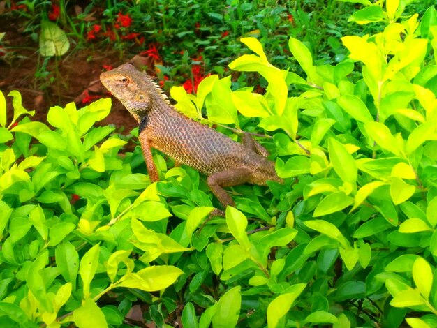 Lizard on green leaves