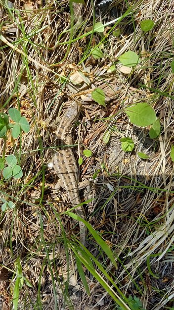 Verde lucertola sull'erba estiva