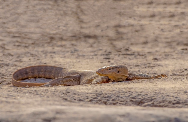 A lizard on the ground with a water hole in the background