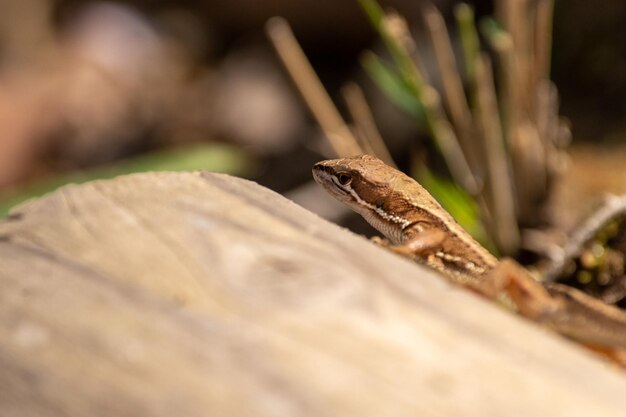 Lizard hagedis