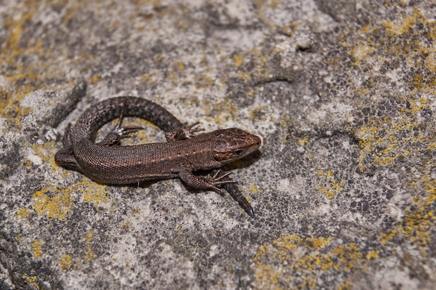 Photo lizard heating on a warm stone.