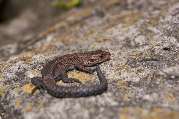 Lizard heating on a warm stone.