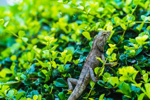 Lizard Iguana Gecko Skink Lacertilia chameleon on the green leaves