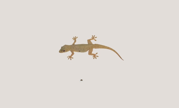 Lizard image in white background hd