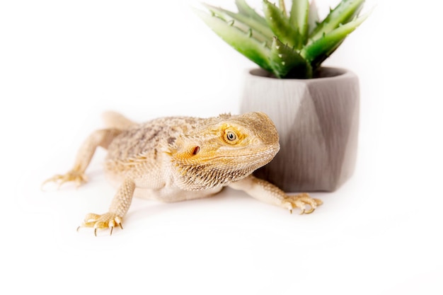 A lizard is laying next to a potted plant