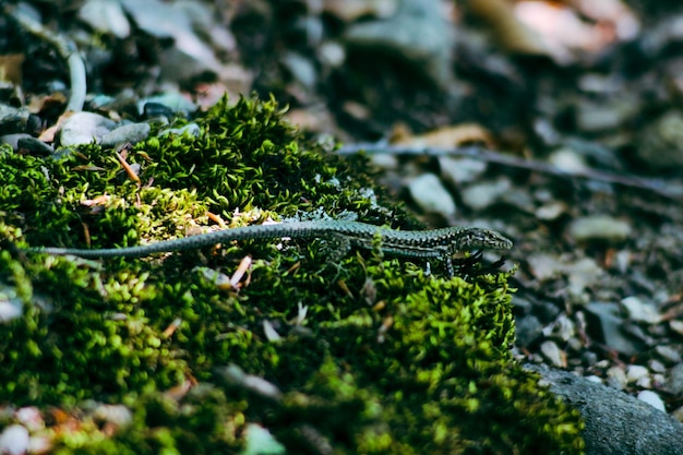 A lizard is on a mossy ground with a green lizard on it.