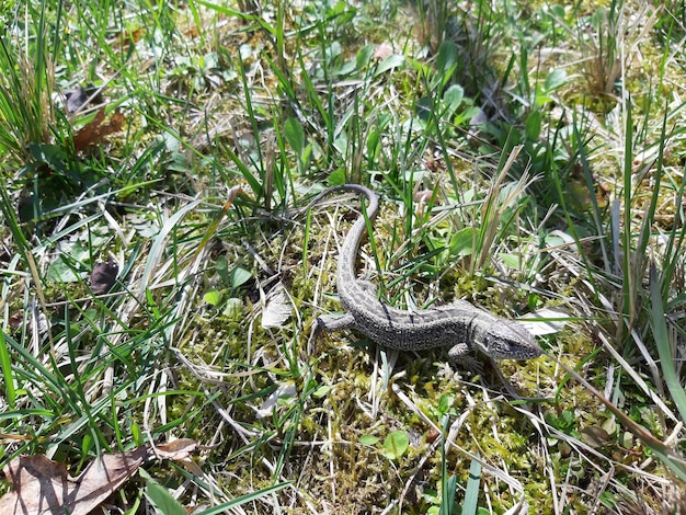 A lizard is sitting in the grass and has a blue tail.