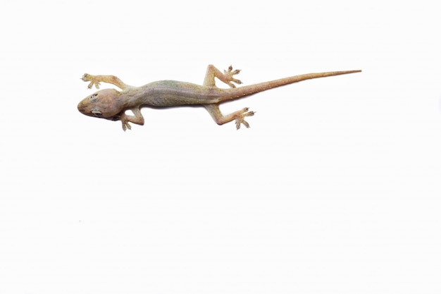 Lizard on an isolated White Background.