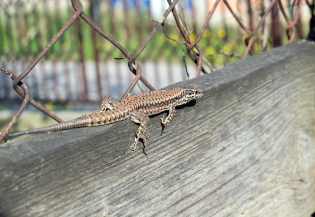 lizard Lacerta viridis on a wooden board