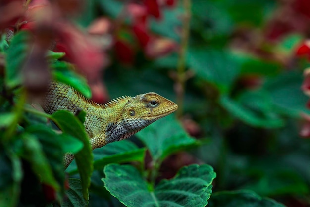 The lizard in the leaves