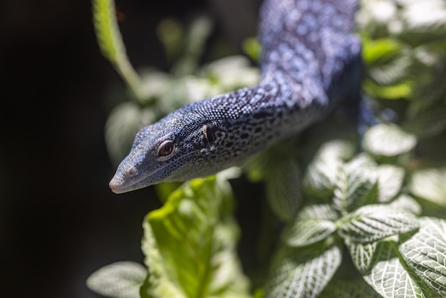 Lizard lies on the plant