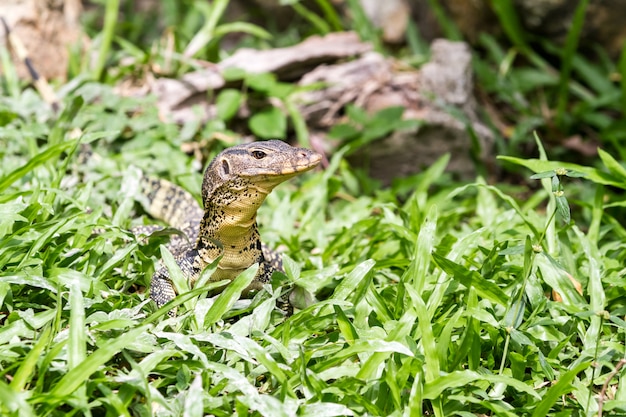 An lizard looking