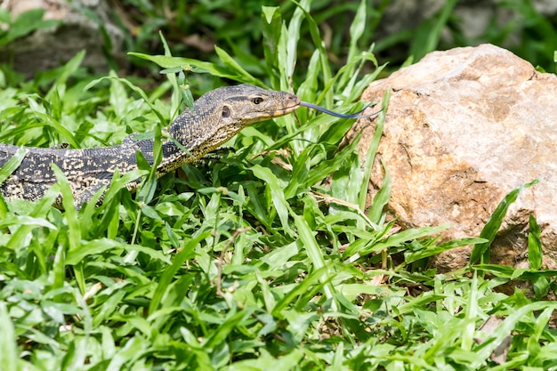 Foto una lucertola in cerca