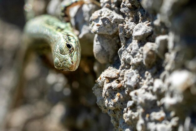 Lizard macro close up