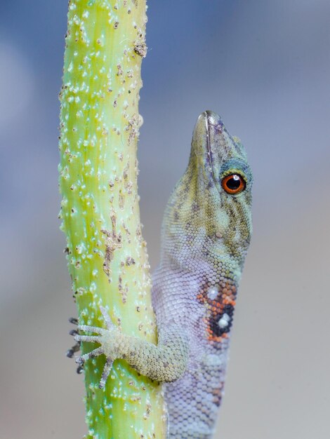 Foto lucertola nella struttura della scala dell'occhio della natura