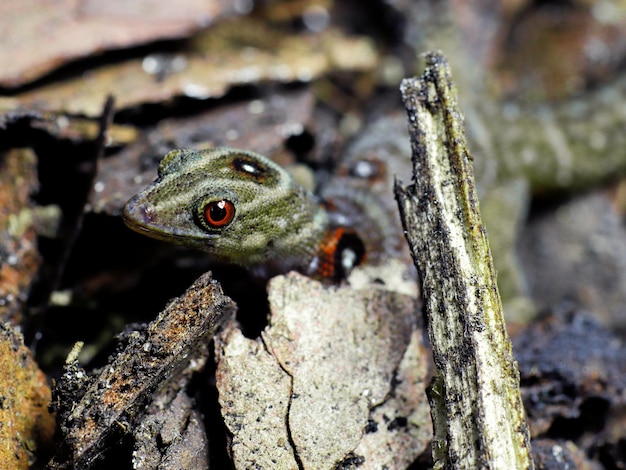 Foto lucertola nella struttura della scala dell'occhio della natura