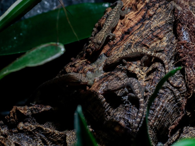 Photo lizard in nature eye scale texture