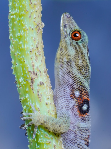 Foto lucertola nella struttura della scala dell'occhio della natura