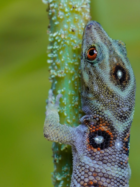 Foto lucertola nella struttura della scala dell'occhio della natura