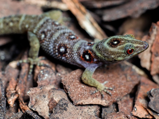 Foto lucertola nella struttura della scala dell'occhio della natura