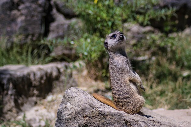 写真 岩の上にあるトカゲ