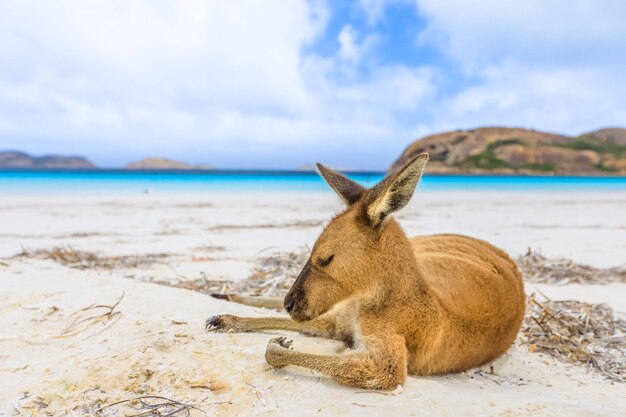 写真 浜辺のトカゲ