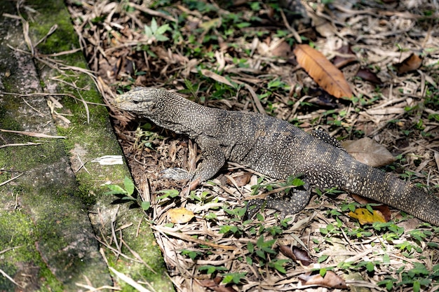 マレーシアのジョージタウンにある公園のトカゲ