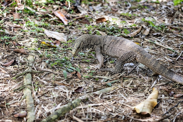 Lizard in the park in George town in Malaysia