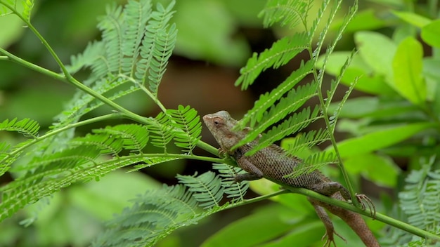 植物の茎にとまるトカゲ