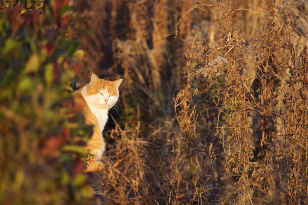 Foto lucertola sulla pianta