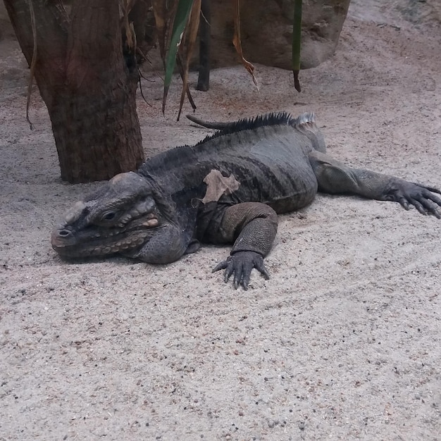 Photo lizard relaxing on sand