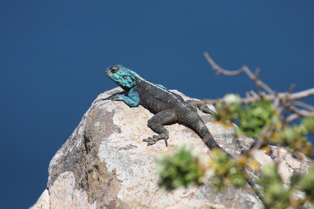 Foto lucertola sulla roccia contro un cielo blu limpido