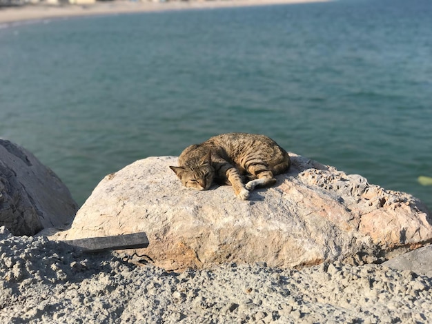 Lizard on rock by sea