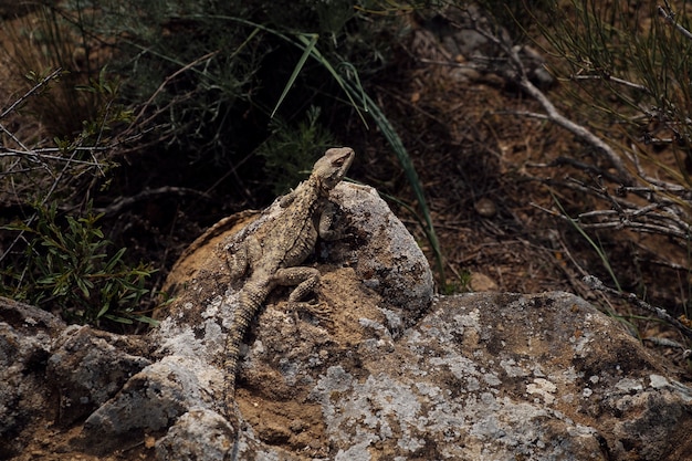 Lizard on the rock, Caucasian agama