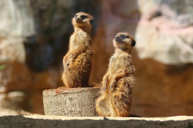 Foto lucertola sulla roccia nello zoo