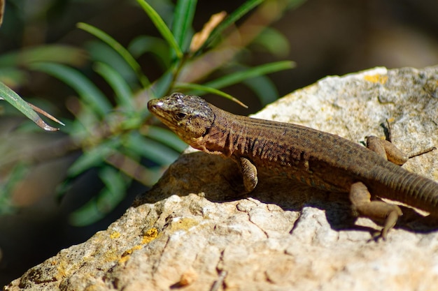 Photo lizard on rock