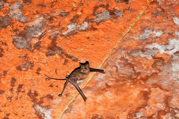 Lizard on rock