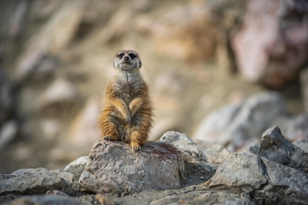 Lizard on rock