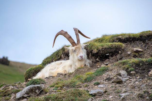 Foto lucertola sulla roccia