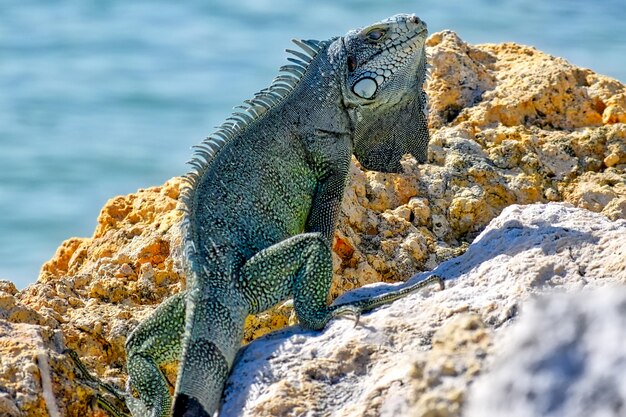 Foto lucertola sulla roccia