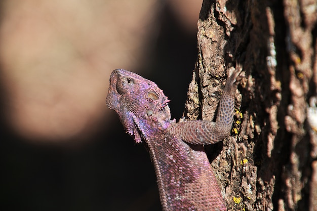 アフリカのサファリのトカゲ