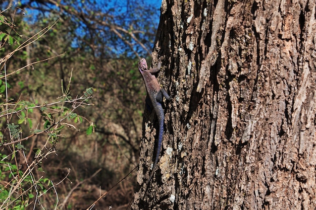 ケニアとタンザニア、アフリカのサファリのトカゲ