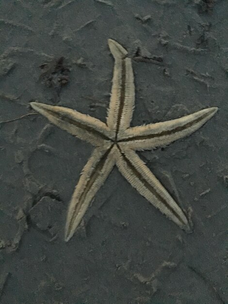 Lizard on sand at beach