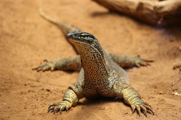 砂上のトカゲ