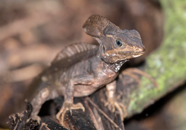 A lizard sits on a branch in the jungle.